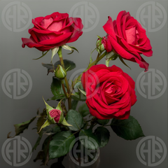 Coral Redrose Liquid Air Freshener (300ml) Sweet & Fresh Scent